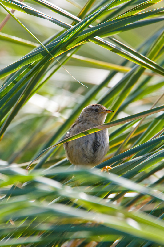 Grass Wren